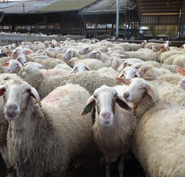 Σε 52 ανήλθαν τα νέα κρούσματα ευλογιάς σε 14 Περιφερειακές Ενότητες την τελευταία εβδομάδα
