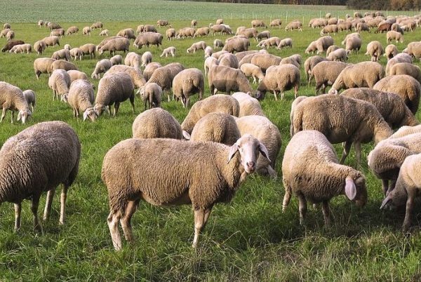 Άμεση προκαταβολή πρώτης βοήθειας 50% στα νέα μέτρα κατά ευλογιάς