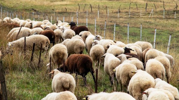 Ξεπέρασαν τις 470.000 οι θανατώσεις ζώων λόγω ευλογιάς