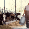 Σταθερή στους 161,8 εκατ. τόνους η παραγωγή γάλακτος στην Ευρώπη το 2024