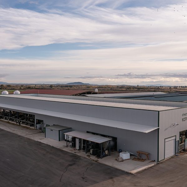 Ιδανική για μεγάλες μονάδες αγελαδοτροφίας η ρομποτική αρμεγή μέσω Batch Milking