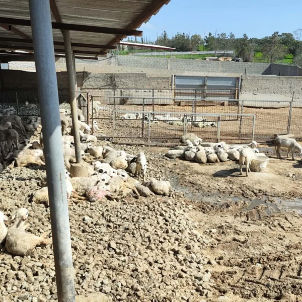 Σε συναγερμό η Κύπρος μετά το ξέσπασμα αφθώδους πυρετού, ανησυχία για το χαλλούμι