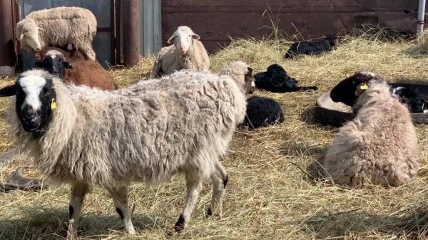 Τρία πρακτικά και δοκιμασμένα μέτρα προτείνει η ΕΘΕΑΣ στις αρχές για αναχαίτιση ευλογιάς