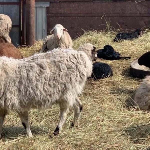 Τρία πρακτικά και δοκιμασμένα μέτρα προτείνει η ΕΘΕΑΣ στις αρχές για αναχαίτιση ευλογιάς