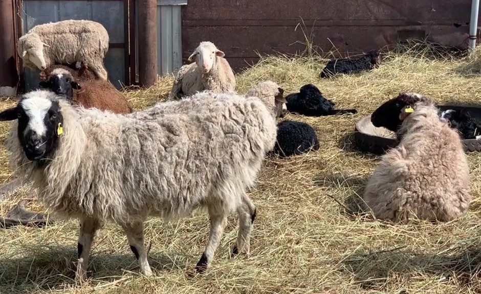 Τρία πρακτικά και δοκιμασμένα μέτρα προτείνει η ΕΘΕΑΣ στις αρχές για αναχαίτιση ευλογιάς