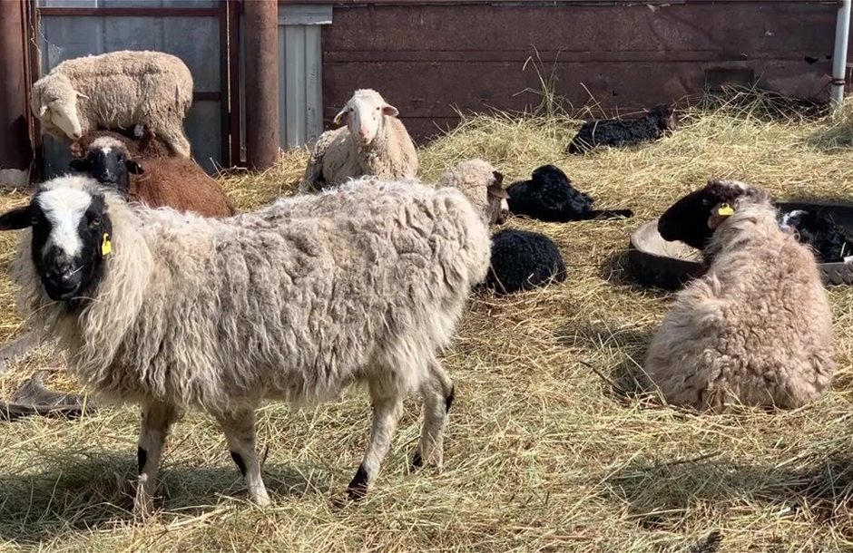 Τρία πρακτικά και δοκιμασμένα μέτρα προτείνει η ΕΘΕΑΣ στις αρχές για αναχαίτιση ευλογιάς