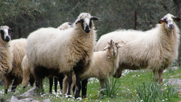 Νέο κρούσμα αφθώδους στη Λέσβο, αποζημιώσεις υπόσχεται η κυβέρνηση