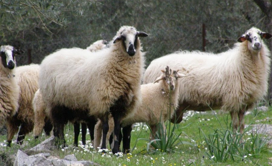 Νέο κρούσμα αφθώδους στη Λέσβο, αποζημιώσεις υπόσχεται η κυβέρνηση