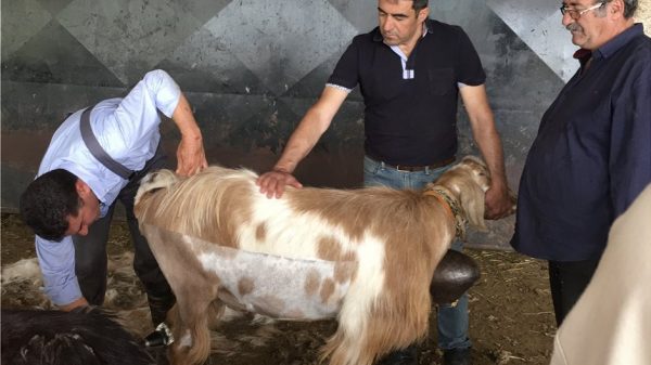 Ενίσχυση του μαλλιού από τις κουρές σε κτηνοτροφικές εκμεταλλεύσεις ζητούν οι αγρότες της ΕΕ