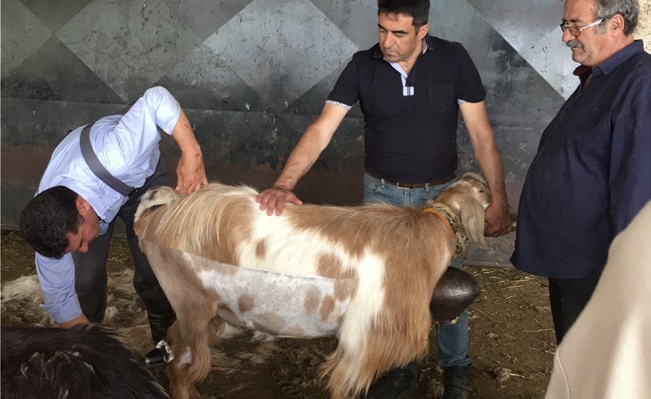 Ενίσχυση του μαλλιού από τις κουρές σε κτηνοτροφικές εκμεταλλεύσεις ζητούν οι αγρότες της ΕΕ