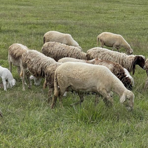 Ξεπέρασαν τις 481 χιλιάδες οι θανατώσεις λόγω ευλογιάς