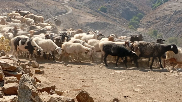 Έφτασαν τα 13 τα κρούσματα αφθώδους πυρετού στη Λέσβο, σε άμεση θανάτωση προχωρά το ΥΠΑΑΤ