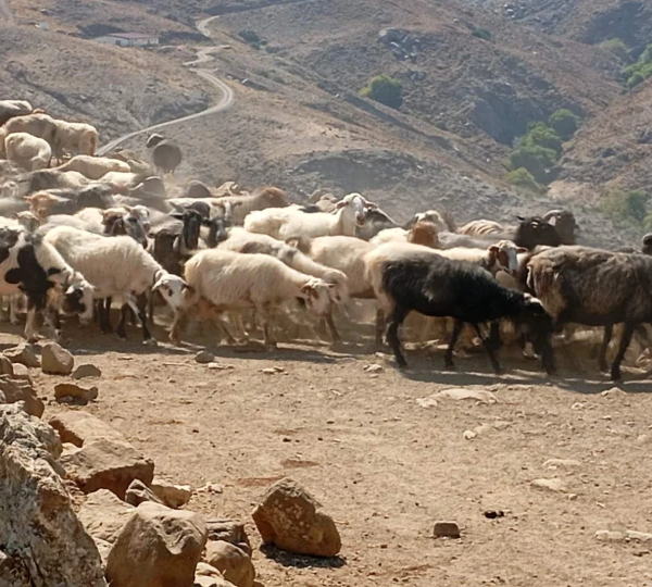 Έφτασαν τα 13 τα κρούσματα αφθώδους πυρετού στη Λέσβο, σε άμεση θανάτωση προχωρά το ΥΠΑΑΤ