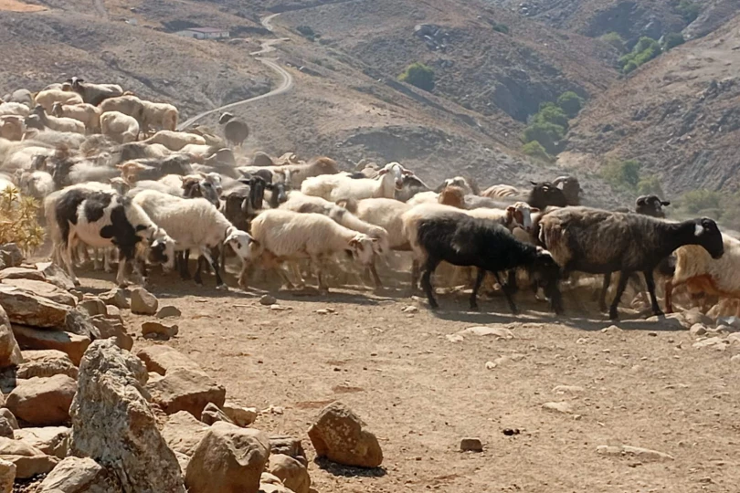 Έφτασαν τα 13 τα κρούσματα αφθώδους πυρετού στη Λέσβο, σε άμεση θανάτωση προχωρά το ΥΠΑΑΤ