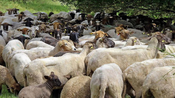 Ευλογιά αιγοπροβάτων και αφθώδης πυρετός μια προαναγγελθείσα καταστροφή λέει το ΓΕΩΤΕΕ