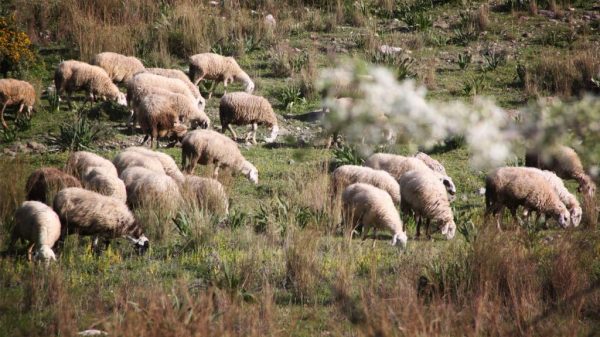 Σε ισχύ απαγόρευση μετακινήσεων στην Πάργα λόγω ευλογιάς