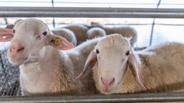 Τα όχι και τα ναι σε μεταφορές αιγοπροβάτων σε ζώνες ευλογιάς