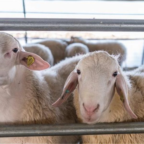 Τα όχι και τα ναι σε μεταφορές αιγοπροβάτων σε ζώνες ευλογιάς