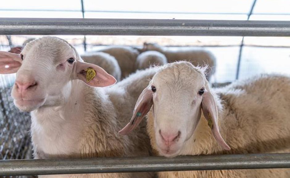 Τα όχι και τα ναι σε μεταφορές αιγοπροβάτων σε ζώνες ευλογιάς