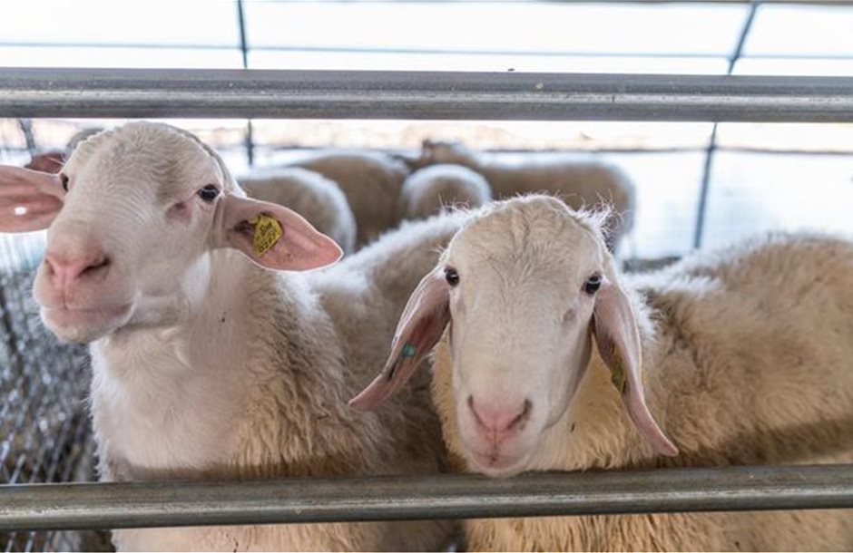 Τα όχι και τα ναι σε μεταφορές αιγοπροβάτων σε ζώνες ευλογιάς