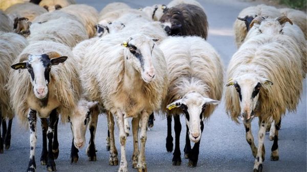 Ευλογιά αιγοπροβάτων και αφθώδης πυρετός μια προαναγγελθείσα καταστροφή λέει το ΓΕΩΤΕΕ
