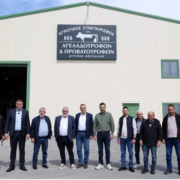 «Πρόκειται για μία ακόμη κατεύθυνση στήριξης του πρωτογενούς τομέα, ο οποίος τα τελευταία χρόνια δοκιμάζεται έντονα από ακραία καιρικά φαινόμενα και ζωονόσους», τόνισε ο κ. Κουρέτας, υπογραμμίζοντας την αναγκαιότητα του ειδικού αυτού μέτρου, που θα συμβάλλει και στην αποτελεσματικότητα των μέτρων Βιοασφάλειας. Αναλυτικότερα, στο επίκεντρο της συνάντησης με τη διοίκηση και τα μέλη του Συνεταιρισμού τέθηκαν συνολικά τα αδιέξοδα που έχει δημιουργήσει η ευλογιά, με κοινό τόπο όλων των παρεμβάσεων την ανάγκη διαμόρφωσης ενός ολοκληρωμένου «οδικού χάρτη» για την επόμενη ημέρα, καθώς ο κλάδος βρίσκεται σε οριακό σημείο. Καθοριστικό πρόβλημα που αναδείχθηκε είναι η αδυναμία ανασύστασης του ζωικού κεφαλαίου. Η καθολική απαγόρευση εισαγωγής ζώων, που ισχύει από τα τέλη Φεβρουαρίου και έχει ουσιαστικά «παγώσει» κάθε προσπάθεια επανεκκίνησης. «Έχουν χαθεί στη χώρα μας περίπου 600.000 ζώα. Αν συνυπολογίσουμε και την παραγωγή, μιλάμε για απώλειες εκατοντάδων εκατομμυρίων ευρώ», υπογράμμισε ο Περιφερειάρχης, ζητώντας από το αρμόδιο Υπουργείο την επιτάχυνση των διαδικασιών στήριξης. «Δεν επιτρέπεται η εισαγωγή ζώων και πρέπει να δούμε και να πιέσουμε το Υπουργείο πώς θα λυθεί αυτό. Υπάρχουν σκέψεις να επαναδιαπραγματευτούμε το συνολικό κλείσιμο και να επιτραπούν εισαγωγές με αυστηρές προδιαγραφές», σημείωσε, τονίζοντας παράλληλα την ανάγκη οικονομικής ενίσχυσης, ώστε οι παραγωγοί να μπορέσουν να επανεκκινήσουν τη δραστηριότητά τους. Παράλληλα, ο Περιφερειάρχης προανήγγειλε πρωτοβουλία διαλόγου με βουλευτές, αγρότες, κτηνοτρόφους και το αρμόδιο Υπουργείο για τη διαμόρφωση δέσμης μέτρων, που θα καλύπτουν τόσο την κτηνοτροφία όσο και συνολικά τον πρωτογενή τομέα κάνοντας αναφορά και στην πρωτοβουλία της Περιφέρειας ,η οποία σύντομα θα παρουσιάσει το στρατηγικό σχέδιο για το μέλλον του βαμβακιού . «Το ζητούμενο είναι να επανέλθει η κτηνοτροφία και συνολικά ο πρωτογενής τομέας. Αυτό πρέπει να διεκδικήσουμε όλοι μαζί» τόνισε ο κ.Κουρέτας. Αναφορικά με το ζήτημα του εμβολιασμού, που τέθηκε από τον πρόεδρο του συνεταιρισμού Γιώργο Βαϊόπουλο, ο κ. Κουρέτας σημείωσε ότι, σε πρόσφατες επαφές του με ευρωπαϊκούς φορείς, εξετάστηκε η δυνατότητα εφαρμογής του υπό συγκεκριμένες προϋποθέσεις, όπως η υποχρεωτική παστερίωση του γάλακτος. Την αγωνία για το μέλλον του κλάδου, εξέφρασε και ο Διευθύνων Σύμβουλος του συνεταιρισμού, Αλέξανδρος Μανούρας, ο οποίος τόνισε: «Έχουμε 20 πληττόμενους παραγωγούς από την ευλογιά. Δεν υπάρχει χειρότερο. Το κρίσιμο ζήτημα είναι τι θα γίνει με αυτούς τους ανθρώπους». Η συνάντηση ολοκληρώθηκε με κοινή συμφωνία για κλιμάκωση των πιέσεων προς την Πολιτεία, με στόχο την άμεση λήψη ουσιαστικών μέτρων και την αποτροπή της οριστικής εγκατάλειψης της κτηνοτροφικής δραστηριότητας στην περιοχή.