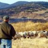 Η πανεπιστημιακή κοινότητα ζητά επιτηρούμενες μετακινήσεις αιγοπροβάτων στα θερινά βοσκοτόπια