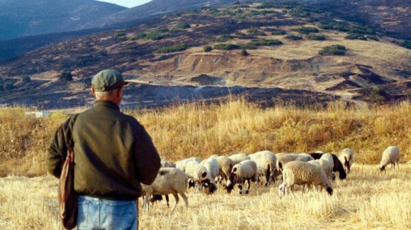 Η πανεπιστημιακή κοινότητα ζητά επιτηρούμενες μετακινήσεις αιγοπροβάτων στα θερινά βοσκοτόπια