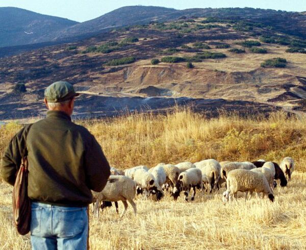 Η πανεπιστημιακή κοινότητα ζητά επιτηρούμενες μετακινήσεις αιγοπροβάτων στα θερινά βοσκοτόπια