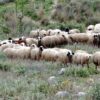 Τεκμηριωμένο πρόγραμμα στήριξης από ΕΕ για πληγέντες κτηνοτρόφους από ζωονόσους ζητά η ΕΘΕΑΣ