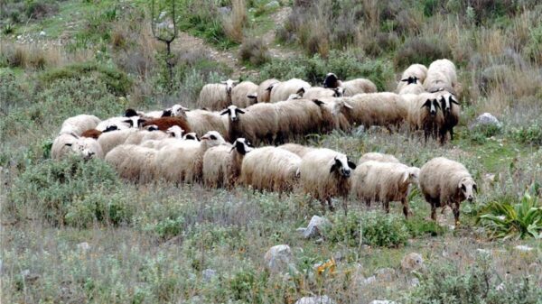 Τεκμηριωμένο πρόγραμμα στήριξης από ΕΕ για πληγέντες κτηνοτρόφους από ζωονόσους ζητά η ΕΘΕΑΣ