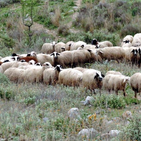 Τεκμηριωμένο πρόγραμμα στήριξης από ΕΕ για πληγέντες κτηνοτρόφους από ζωονόσους ζητά η ΕΘΕΑΣ