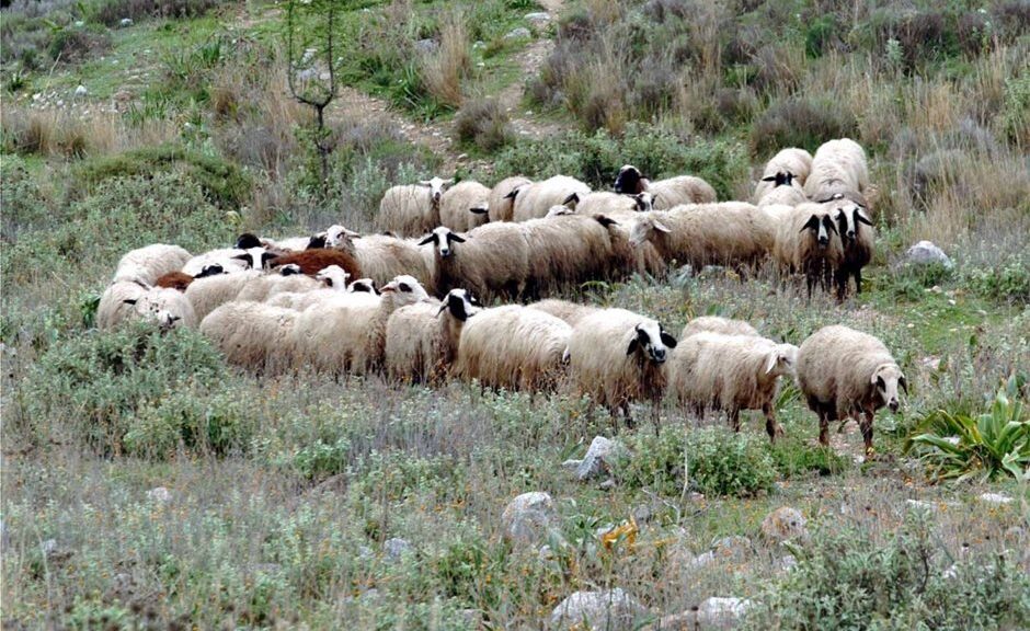 Τεκμηριωμένο πρόγραμμα στήριξης από ΕΕ για πληγέντες κτηνοτρόφους από ζωονόσους ζητά η ΕΘΕΑΣ