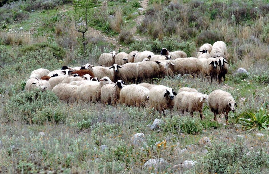 Τεκμηριωμένο πρόγραμμα στήριξης από ΕΕ για πληγέντες κτηνοτρόφους από ζωονόσους ζητά η ΕΘΕΑΣ