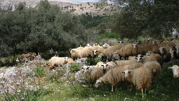 Ψάχνει νέο μοντέλο ανάπτυξης η νησιωτική κτηνοτροφία
