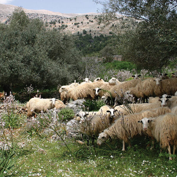 Ψάχνει νέο μοντέλο ανάπτυξης η νησιωτική κτηνοτροφία