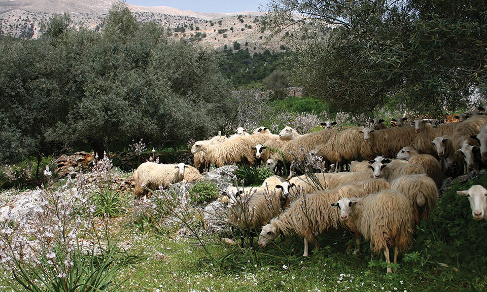Ψάχνει νέο μοντέλο ανάπτυξης η νησιωτική κτηνοτροφία