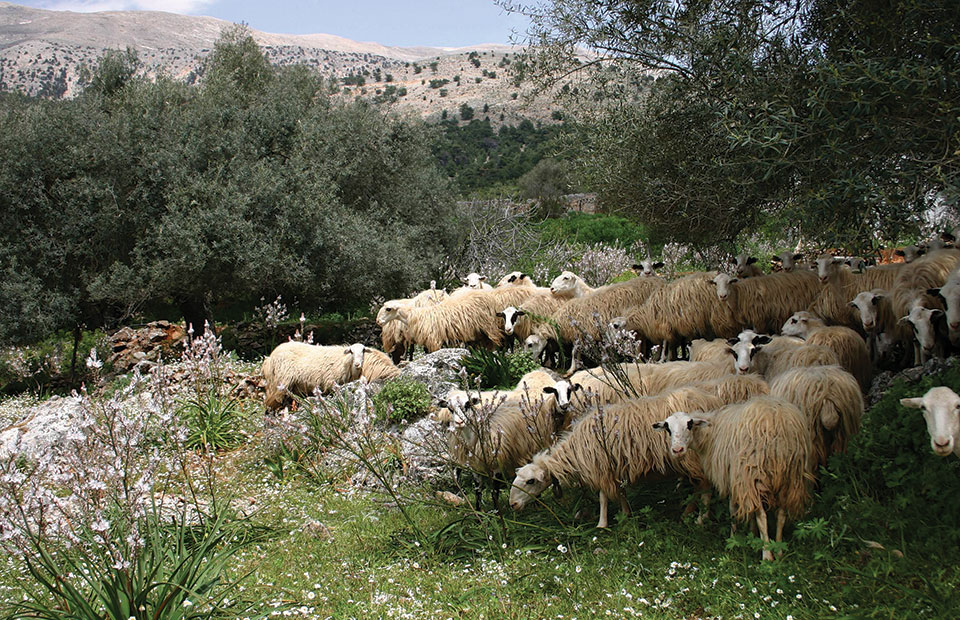 Ψάχνει νέο μοντέλο ανάπτυξης η νησιωτική κτηνοτροφία