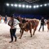 Με ρεκόρ επισκεψιμότητας και συμμετοχών ο τελικός απολογισμός της Sommet de l’ Elevage